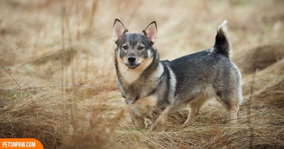 animastica's tweet photo. Think you know #dog breeds?

Here are 10 rare dogs, and most people can’t name more than a few.

Take a look and try to guess them all. Drop your answers in the comments.

the correct answers are in the first comment 😉 https://t.co/CYm0dmLAUw