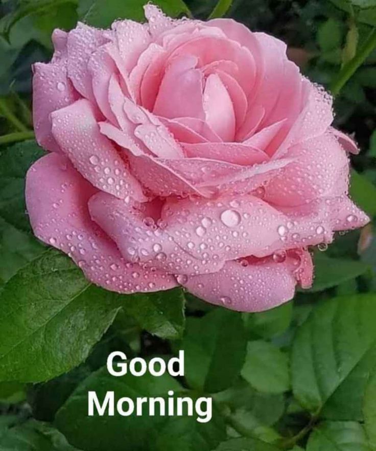 MohammedBHR tweet media