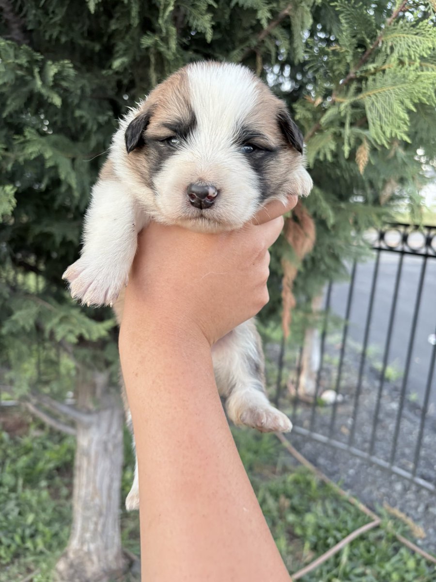 🌷 LIZZIE🌷 tweet media