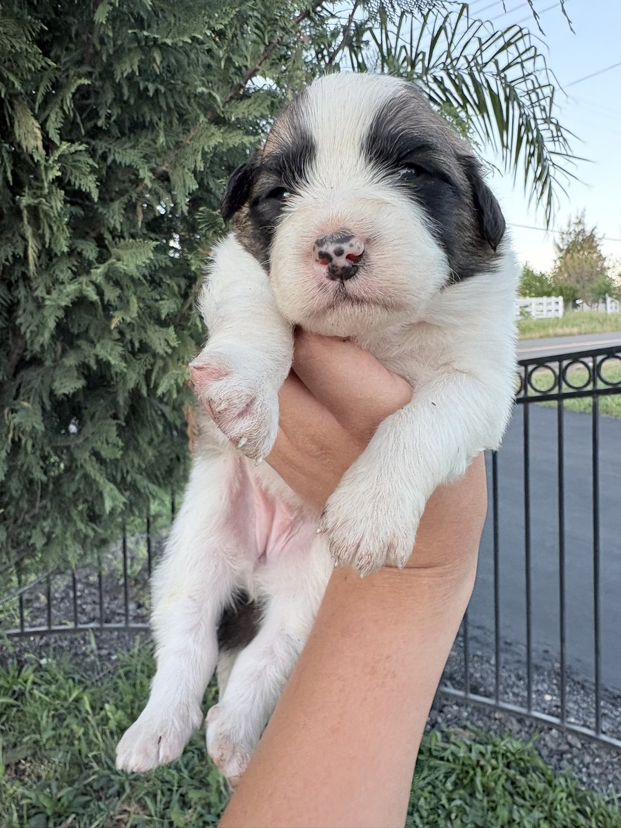 🌷 LIZZIE🌷 tweet media