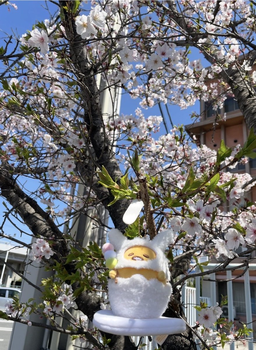 me!ぐで🍥🕙 tweet media