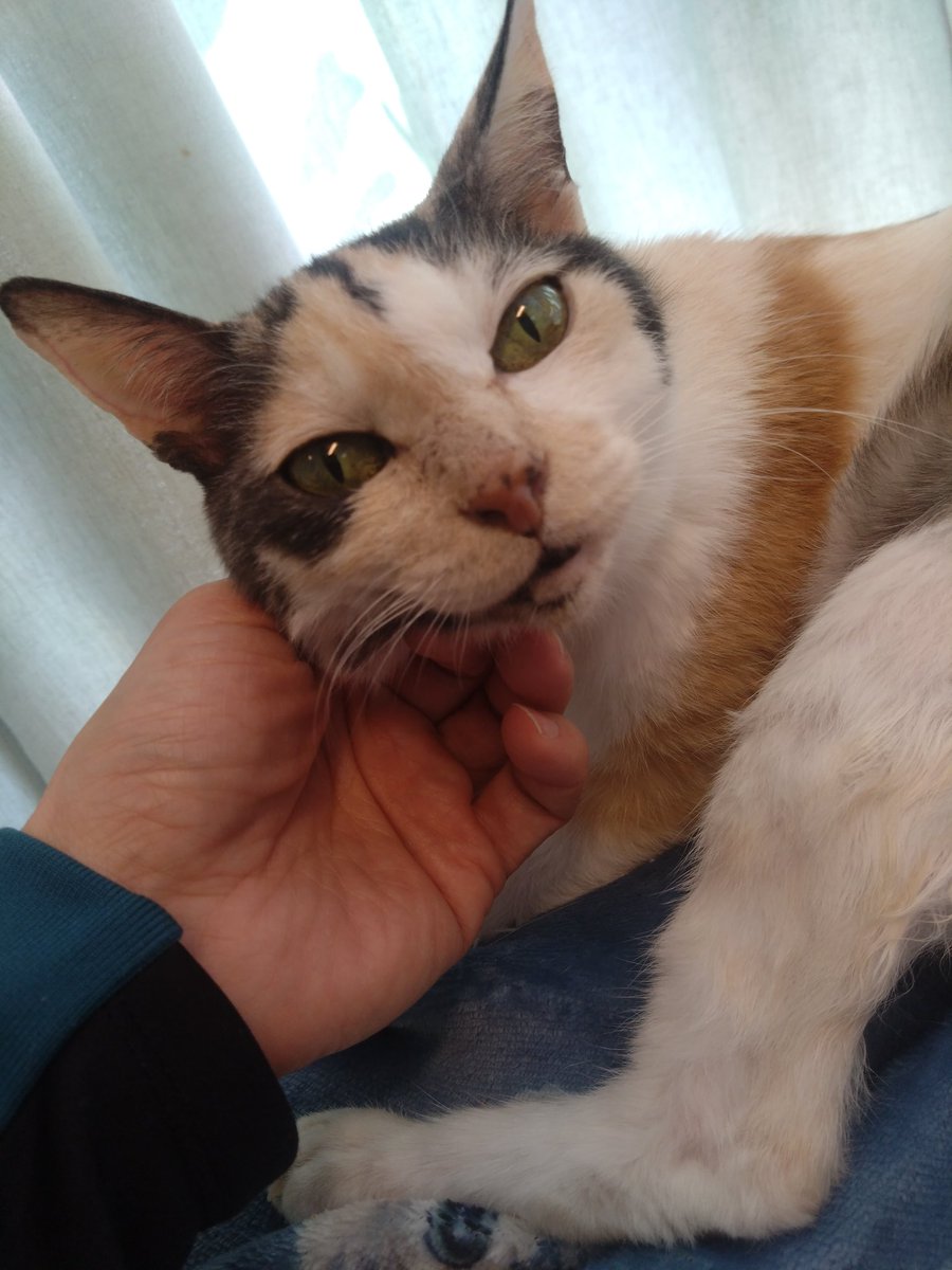 ojm52811's tweet photo. ミケちゃん血液検査の結果は良好だったのですがショッキングなことに右側の乳腺に腫瘍が見つかってしまいました…。猫の乳腺腫瘍はほとんどが悪性で進行や転移のスピードがとても早いので明日緊急手術をおこなうことになりました。転移のリスクを抑えるため両側の乳腺をすべて切除する方法がベストではありますが、ミケちゃんは重い持病を抱えているので身体への負担を考慮して先生と相談し右側のみの腫瘤とその付近の乳腺を切除手術することになりました。
こんなに頑張っている良い子のミケちゃんに神様はどれだけ試練を与えるのでしょうか…。やり切れない気持ちで一杯ではありますが病院から帰ったミケちゃんの前向きな表情を見ると逆にこちらが勇気づけられます。
ミケちゃん「生きるのよ。まだまだこの世界で。私はあきらめないわ。」