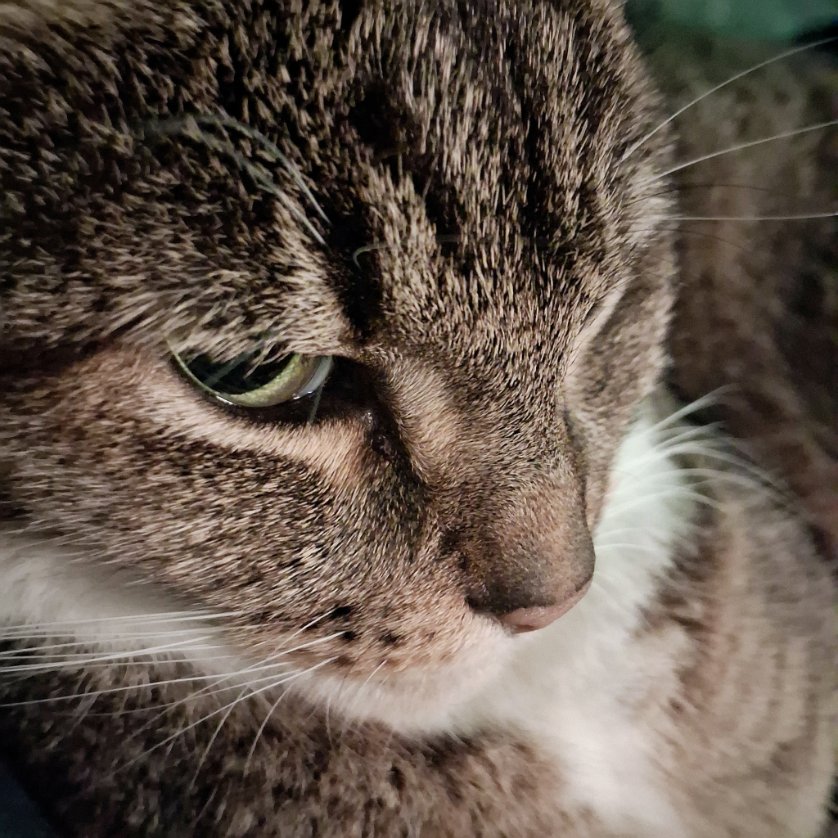 LoveCrosStitch's tweet image. Feeling hmmm!! Make my day punk

#lifeofmuffin #catsoffacebook #catsonx #catsofinstagram #fureverlovedsar