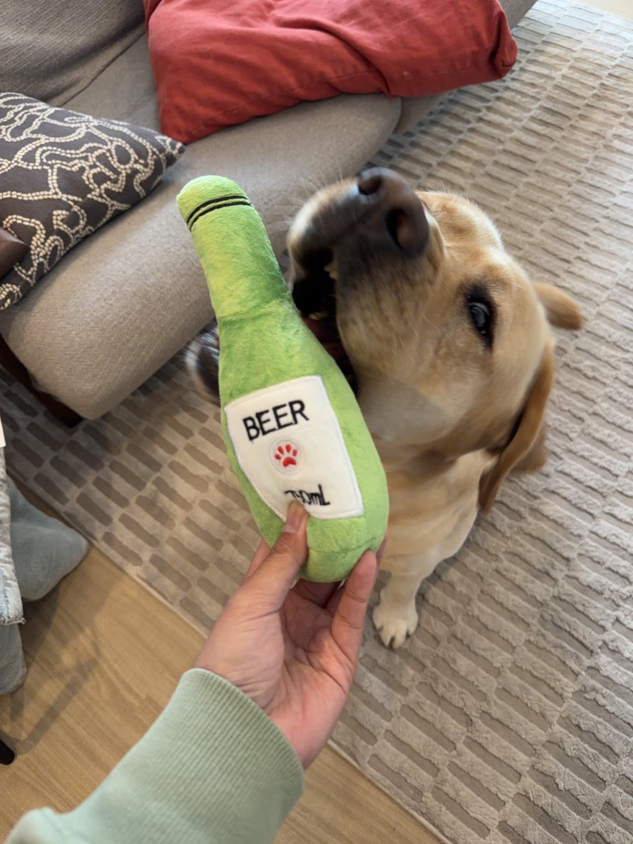 ラブラドールの横綱 tweet media