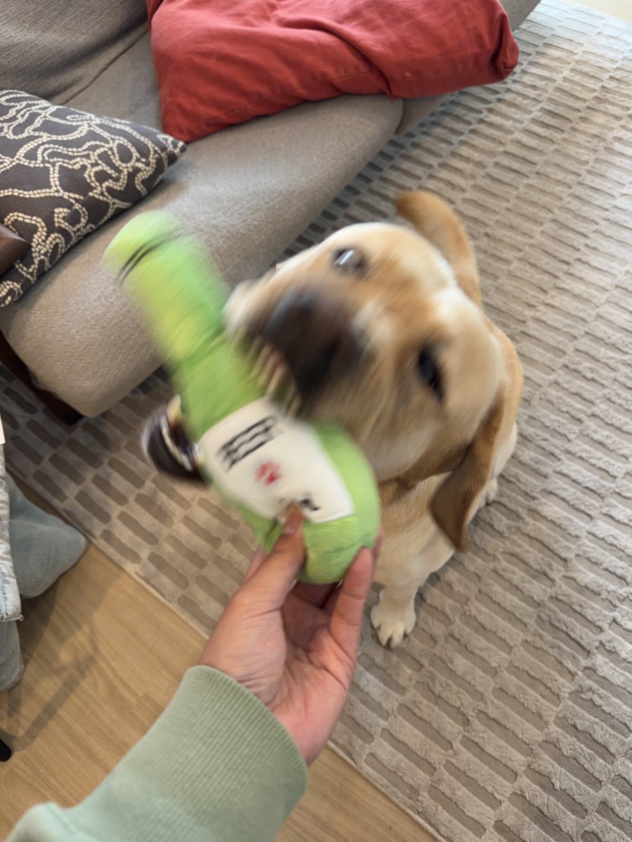 ラブラドールの横綱 tweet media