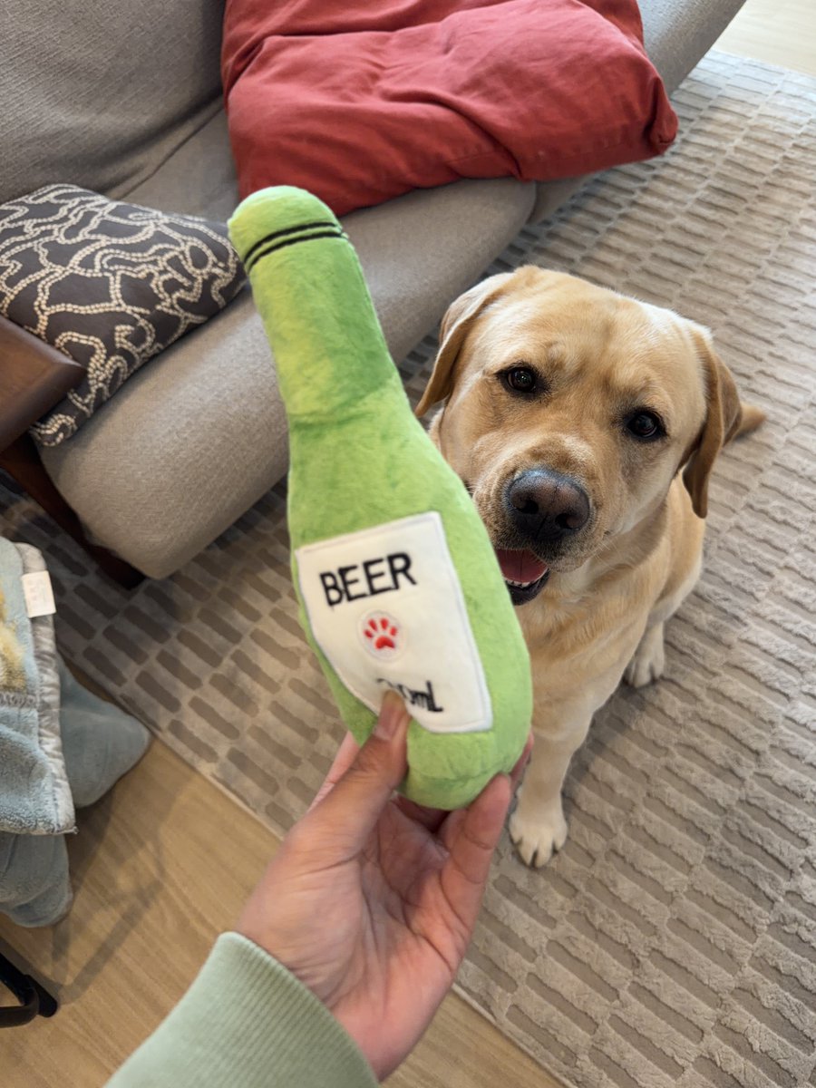 ラブラドールの横綱 tweet media