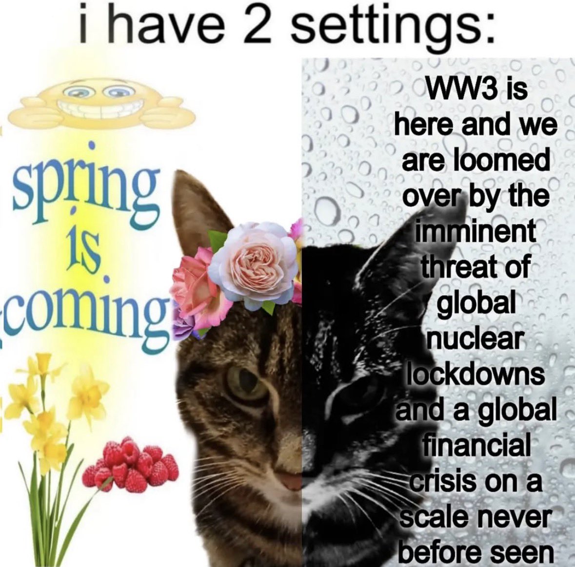 LiterallyMeCats tweet media