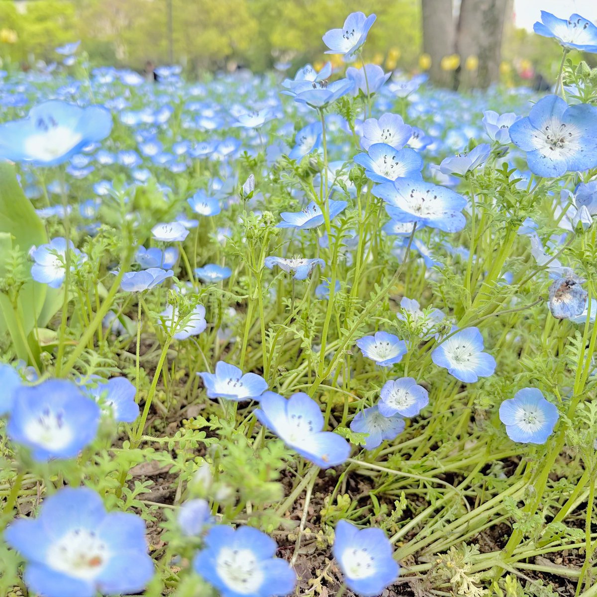 天羽 みか tweet media