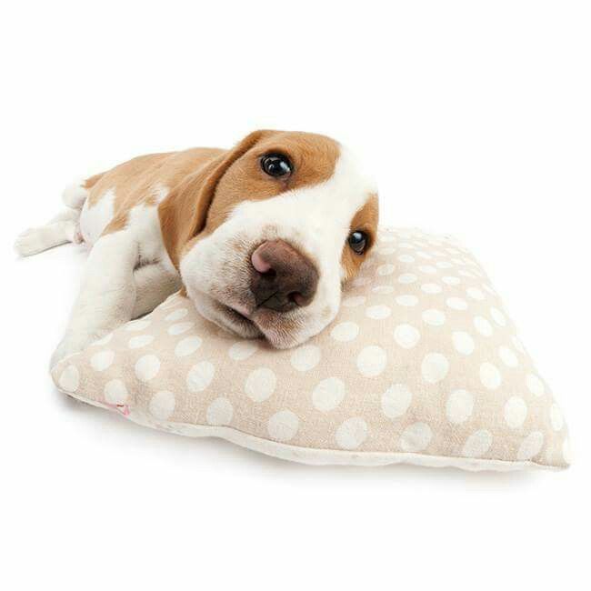 𝒜𝓮𝓰𝓮𝓃 tweet media