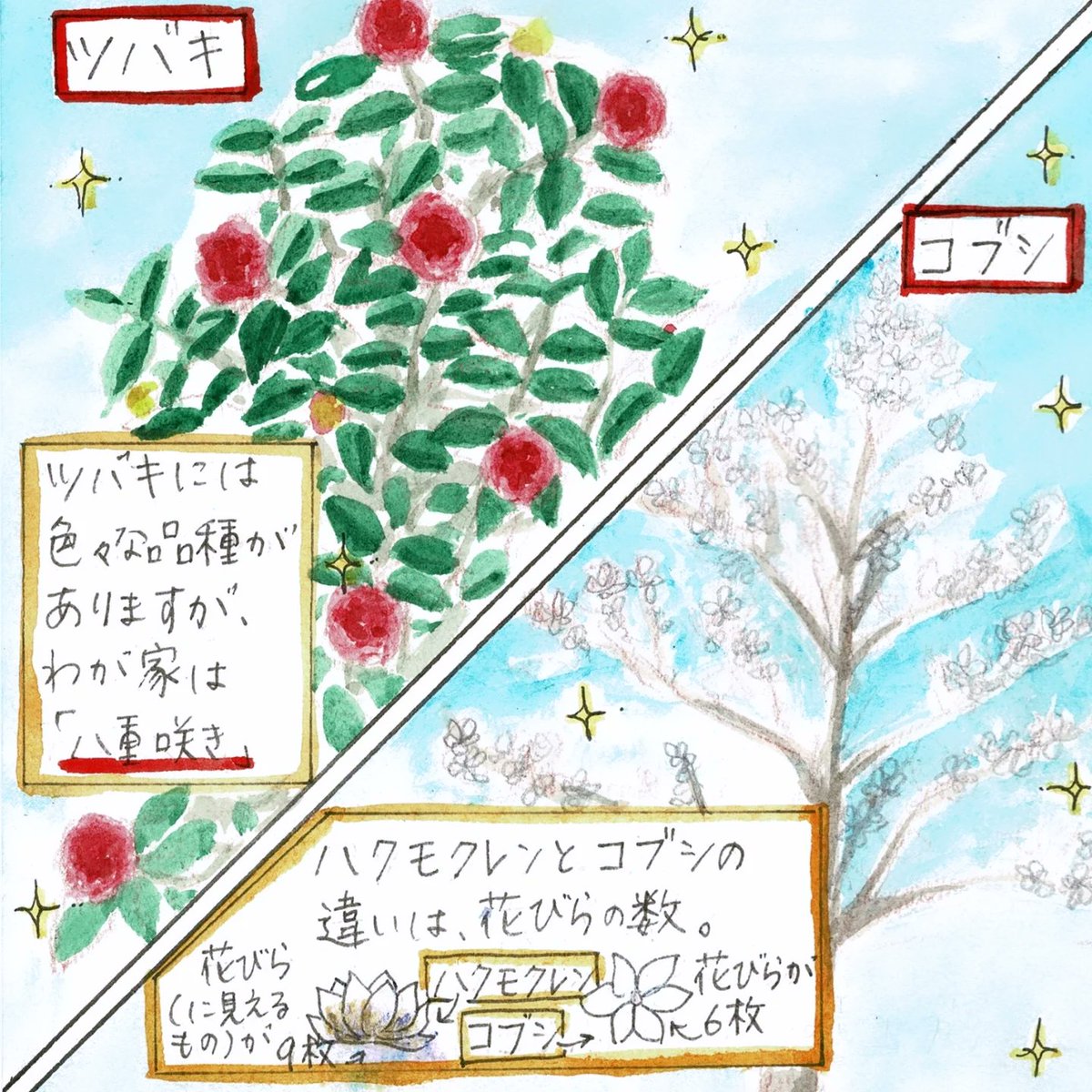 junochka174's tweet photo. 「春の花」(1/2)
うちの庭にも春がやってきました！
ただ、この庭は1週間半前の話。
今は、椿以外はもう散ってしまいました〜💦
でも！椿はまだまだ咲きそうです🎶 https://t.co/fLPXt7apwl