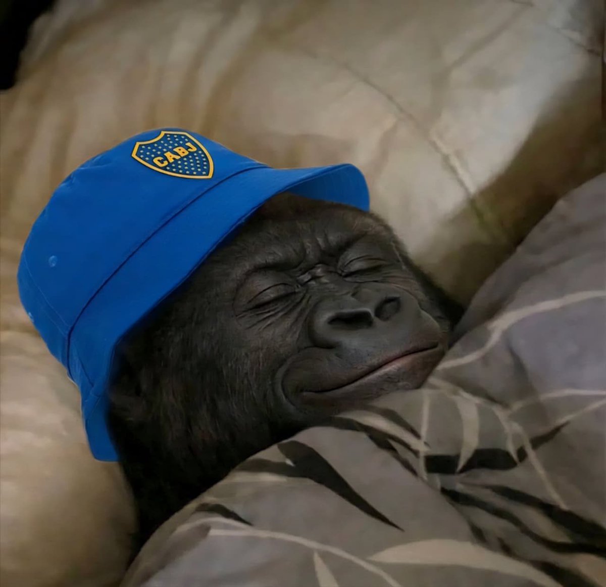 Volvio Boca a ganar por libertadores, a dormir así ahora: