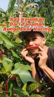 Bukit Farming tweet media