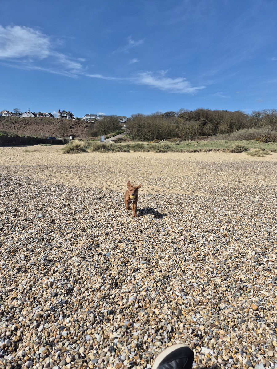 lab_wiggins's tweet image. Mawnings pals 
It be Wednesday and yous nose wot dat means,  yep get your own goodselves sort ans bark at dat der noffin. Yep sing der song of our people's and barked and woof to your owns content as its #WoofingWednesday