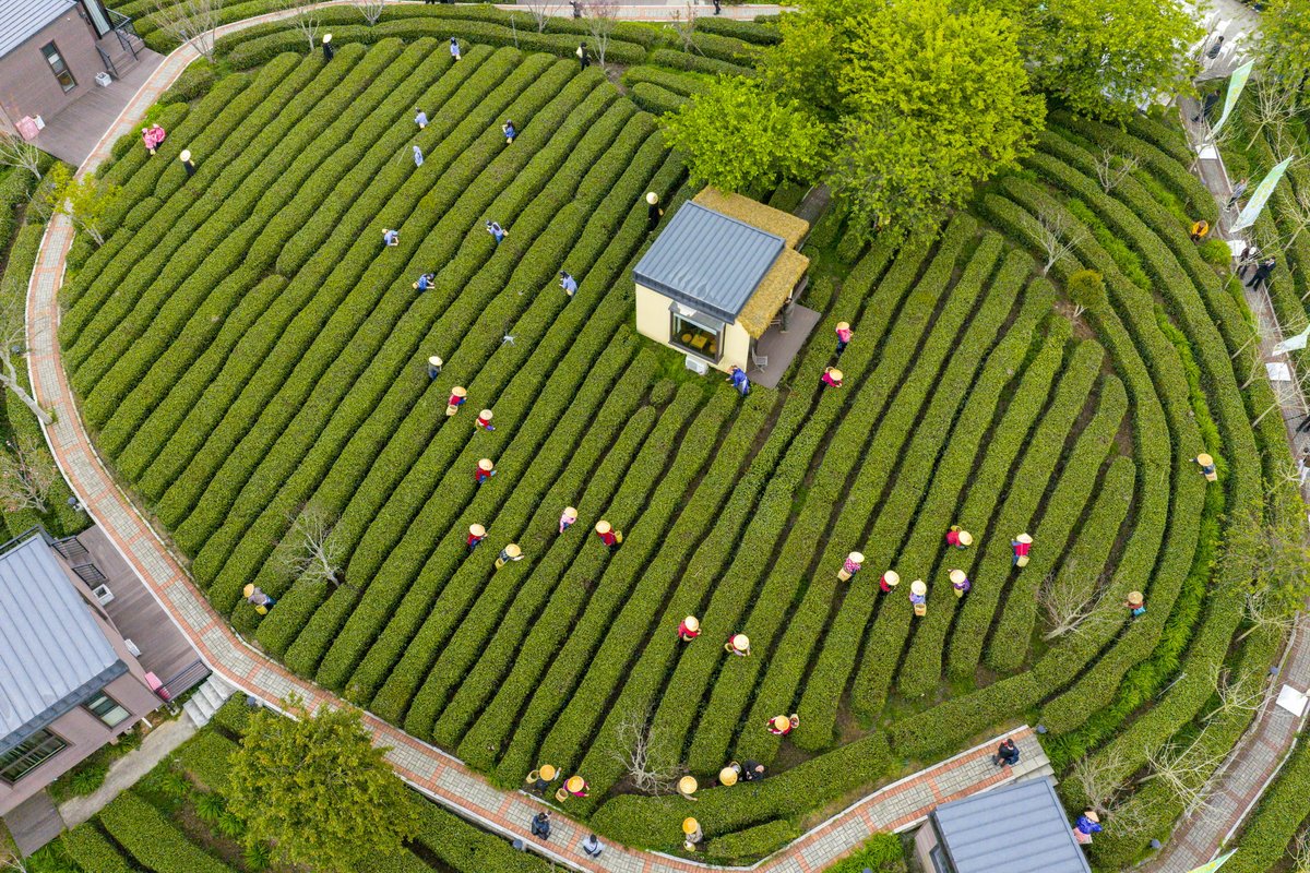 HolaFujian's tweet image. 😍 "Tea picking begins!" 🍵
The Spring Tea Harvest Festival has officially opened at Caomugu Tea Mountain in Yongtai, Fuzhou. A vibrant spring celebration blending tradition and modern charm has awakened the tea hills after a long winter's rest. 😋 
#Tea #TeaPicking #Fuzhou