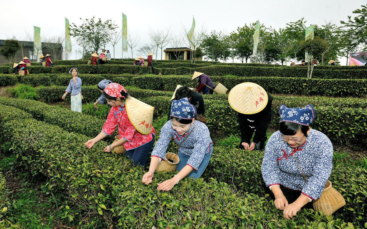HolaFujian's tweet image. 😍 "Tea picking begins!" 🍵
The Spring Tea Harvest Festival has officially opened at Caomugu Tea Mountain in Yongtai, Fuzhou. A vibrant spring celebration blending tradition and modern charm has awakened the tea hills after a long winter's rest. 😋 
#Tea #TeaPicking #Fuzhou