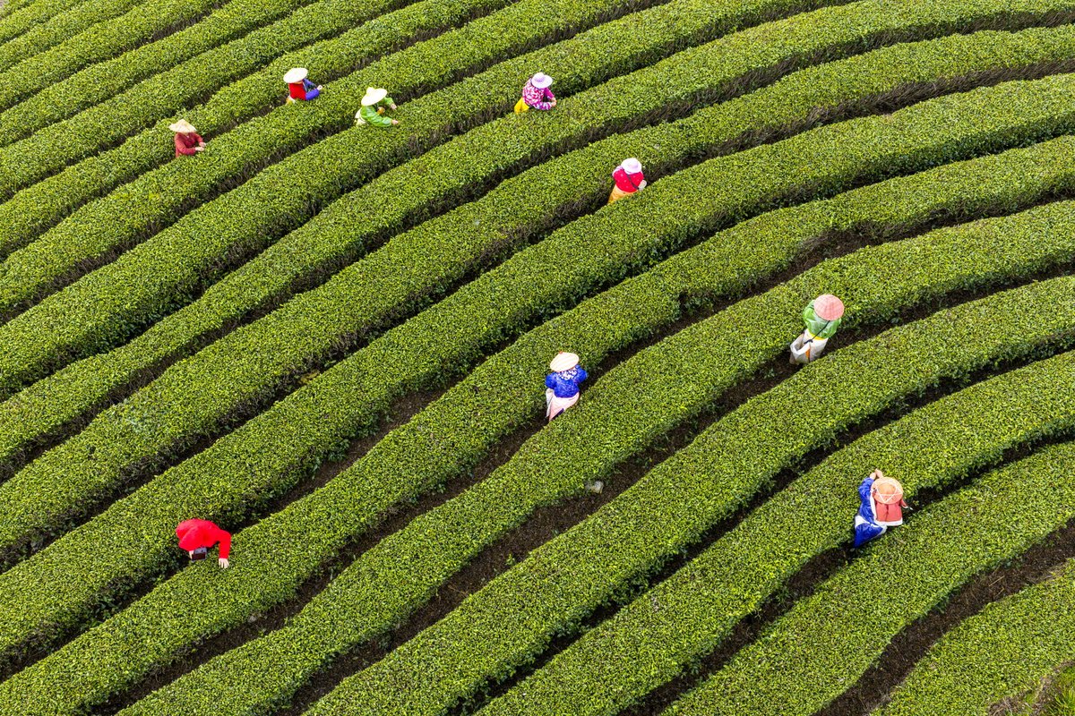 HolaFujian's tweet image. 😍 "Tea picking begins!" 🍵
The Spring Tea Harvest Festival has officially opened at Caomugu Tea Mountain in Yongtai, Fuzhou. A vibrant spring celebration blending tradition and modern charm has awakened the tea hills after a long winter's rest. 😋 
#Tea #TeaPicking #Fuzhou