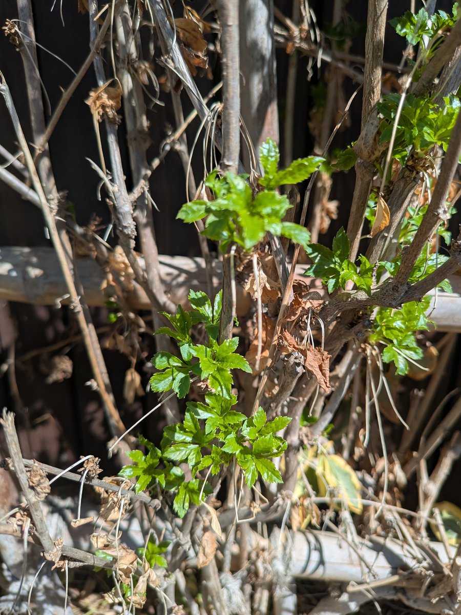 あずほVRC tweet media