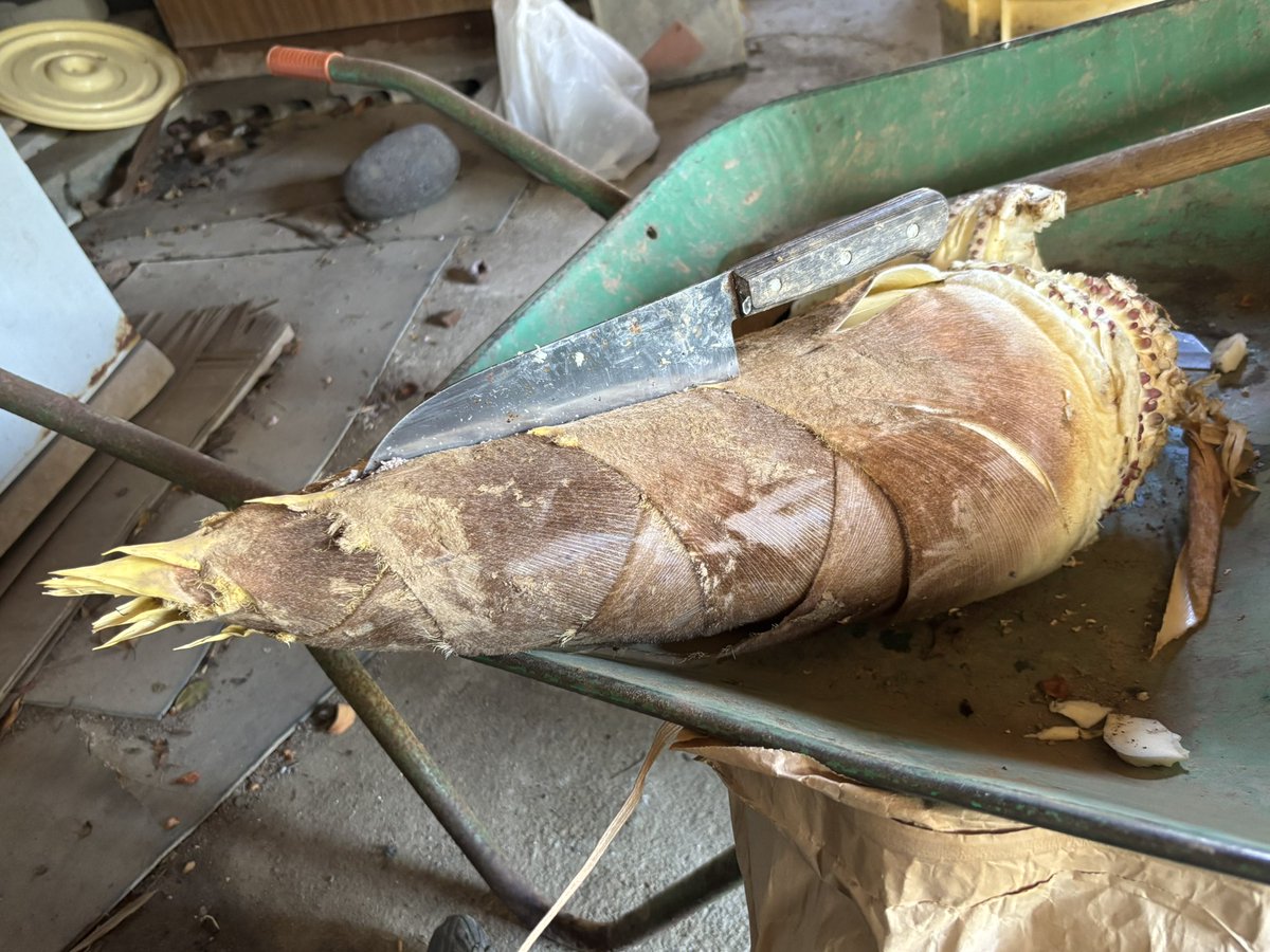 いれ子 tweet media