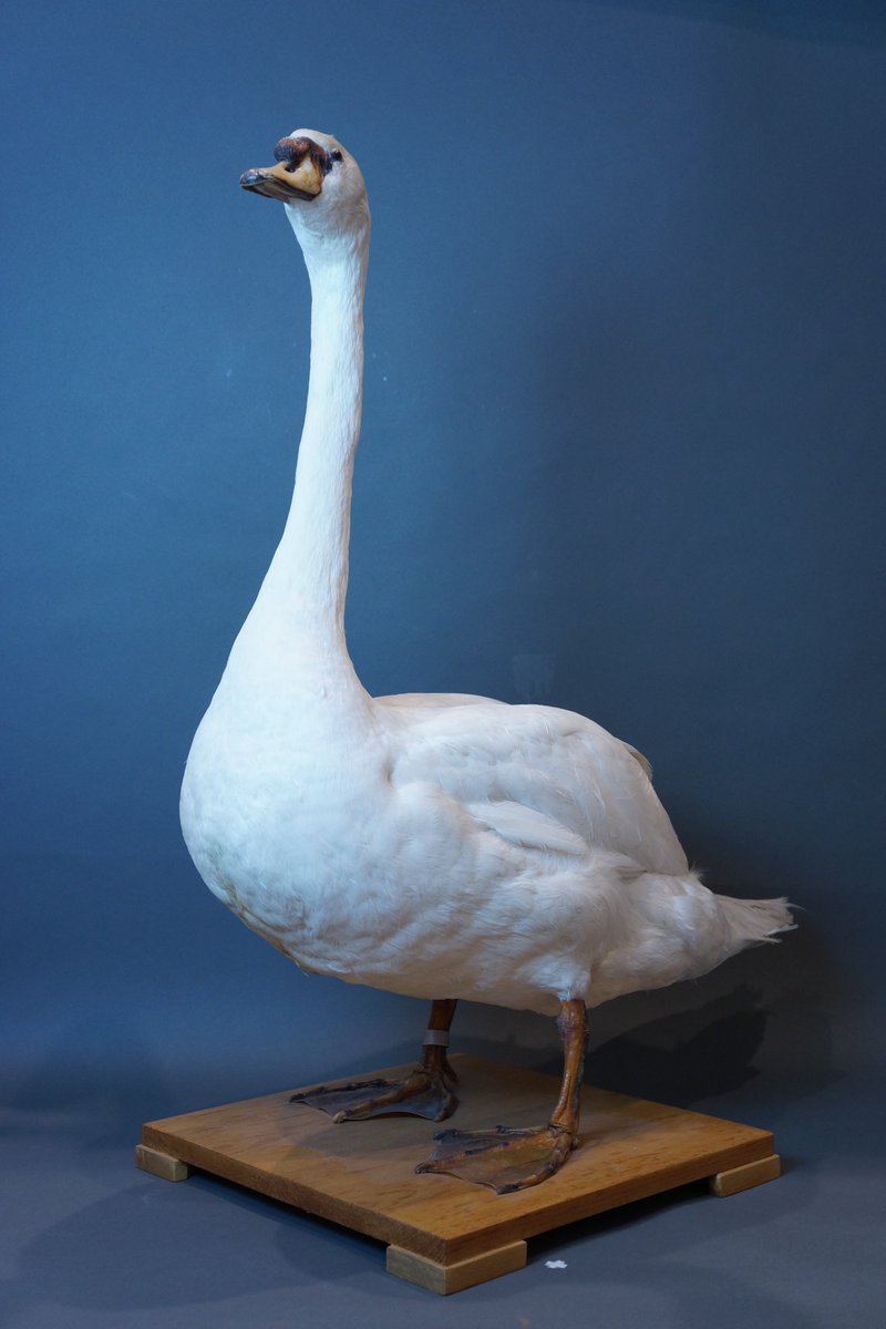 IMT_Tokyo's tweet photo. 今日、4月8日は鳥を描く日(Draw a bird day)です。
インターメディアテクでは鉛筆、色鉛筆、クーピーペンシル、電子端末でのスケッチが可能です。
#インターメディアテク #KITTE #博物館 #東京駅 #鳥の絵を描く日 #DrawaBirdDay https://t.co/nTHia5iEdL