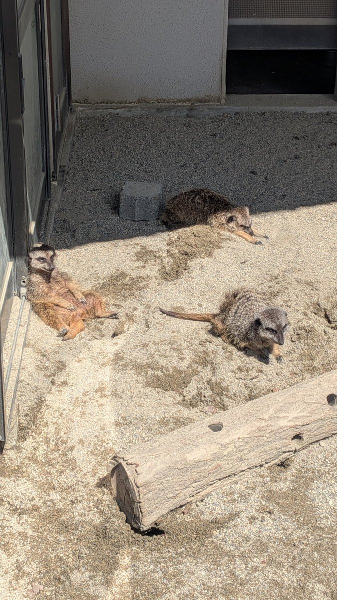 いもこ🍠🍟 tweet media