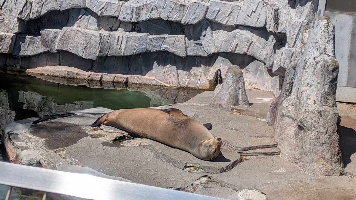 いもこ🍠🍟 tweet media