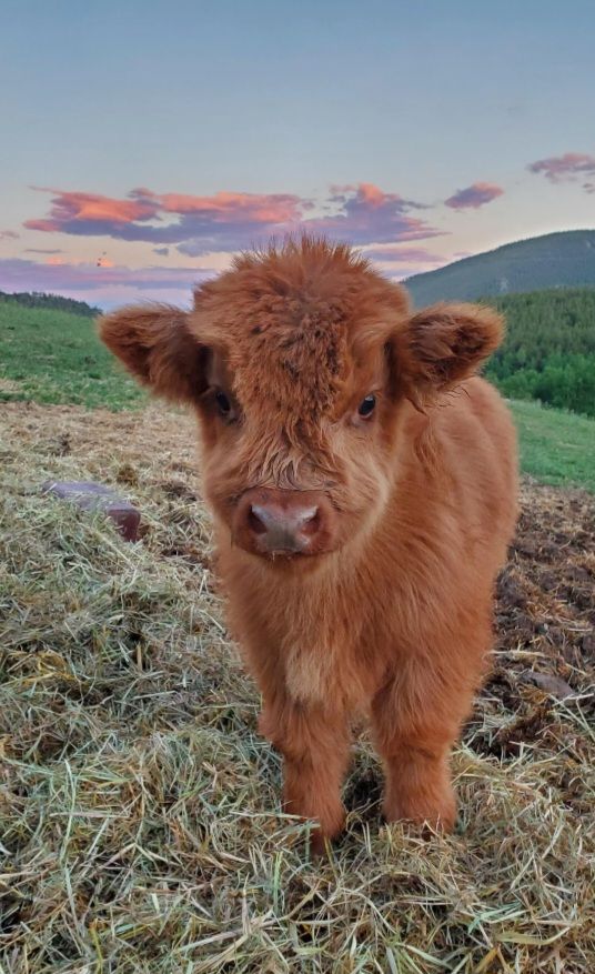 🪷𓂃 𓈒 𓂂𓏸 tweet media