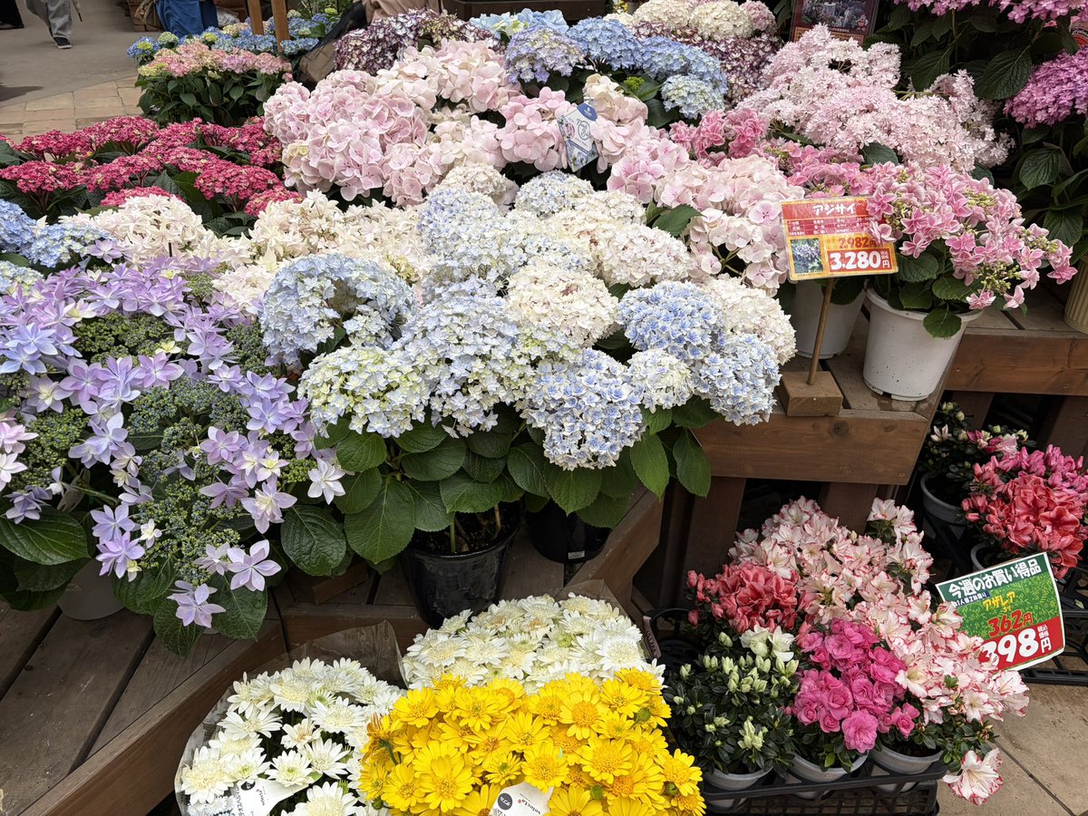 紫陽花@4/18 ヨルシカ 一人称 tweet media
