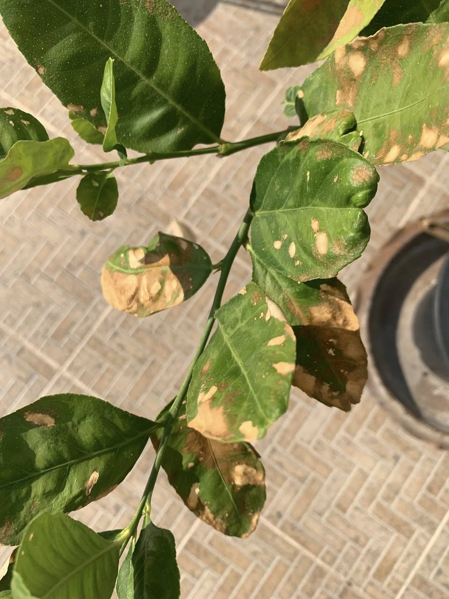 WJChaAm's tweet photo. Anyone an idea what might be causing this to my lemon trees? https://t.co/sU2OCQxOeN