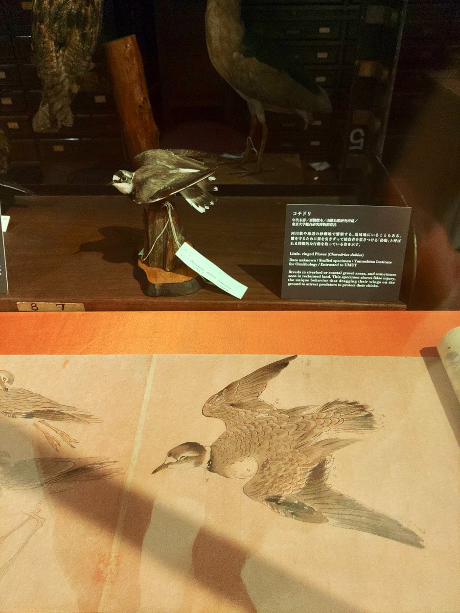 IMT_Tokyo's tweet photo. 今日、4月8日は鳥を描く日(Draw a bird day)です。
インターメディアテクでは鉛筆、色鉛筆、クーピーペンシル、電子端末でのスケッチが可能です。
#インターメディアテク #KITTE #博物館 #東京駅 #鳥の絵を描く日 #DrawaBirdDay https://t.co/nTHia5iEdL