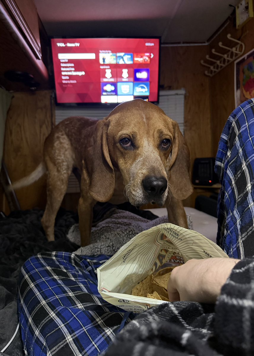 Magma  tweet media