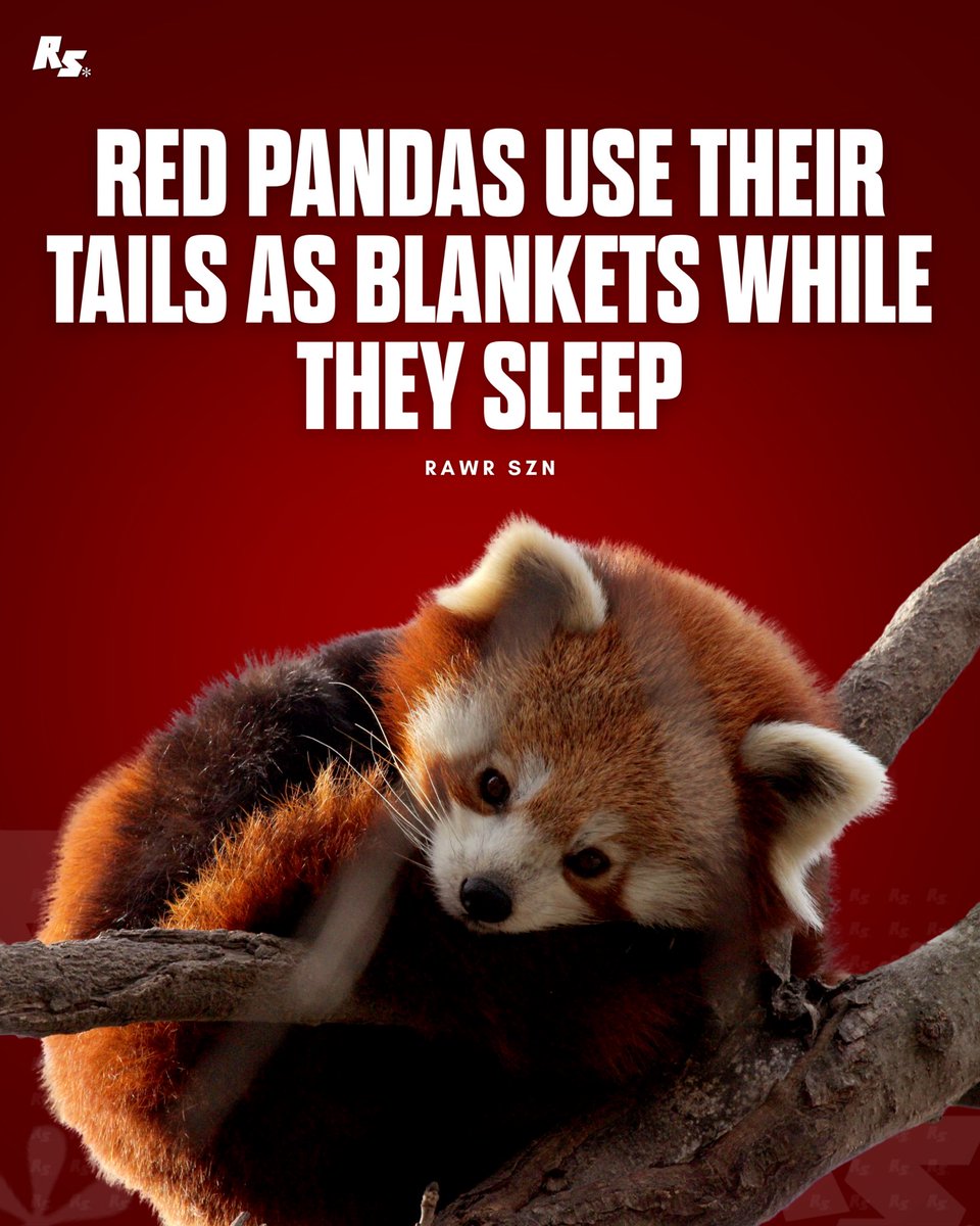 rawrszn's tweet photo. When it’s time to sleep, red pandas curl up on a branch and wrap their thick, bushy tails around their bodies and faces to stay warm, essentially using them as a built-in blanket. https://t.co/YX9M9BoI97