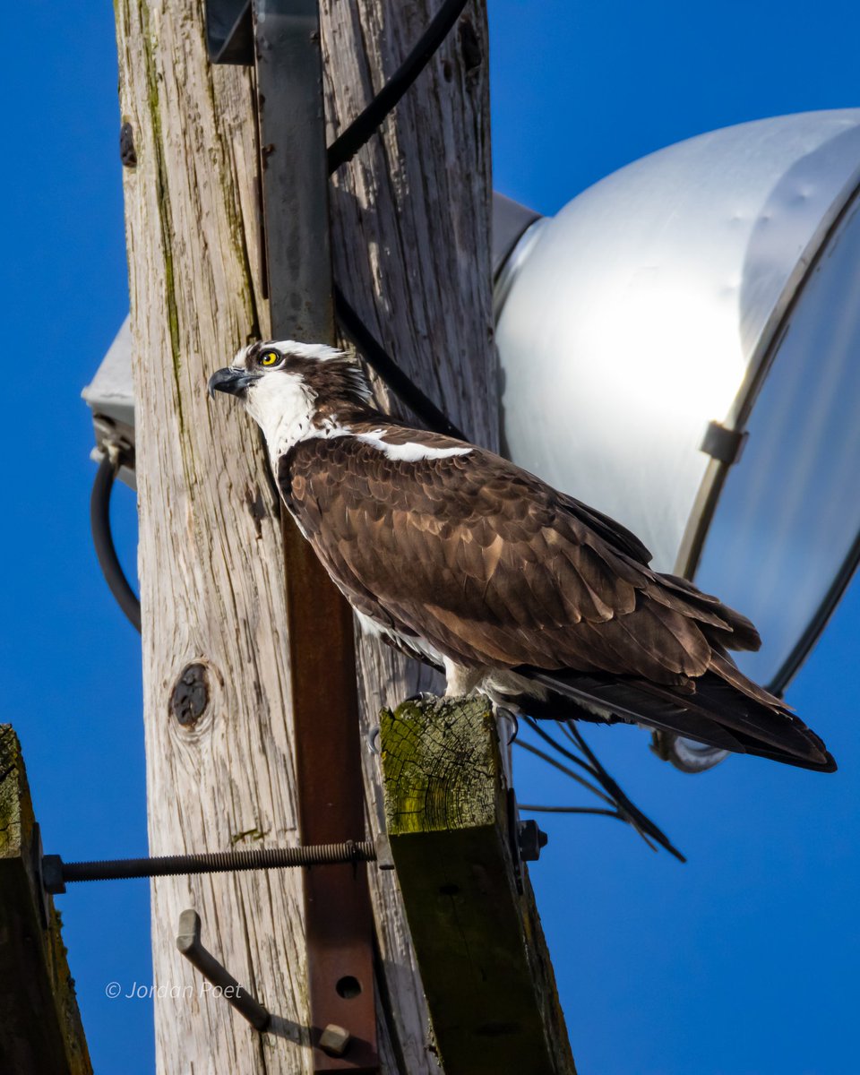 SceneKidSanta 𓅣𓅃 tweet media