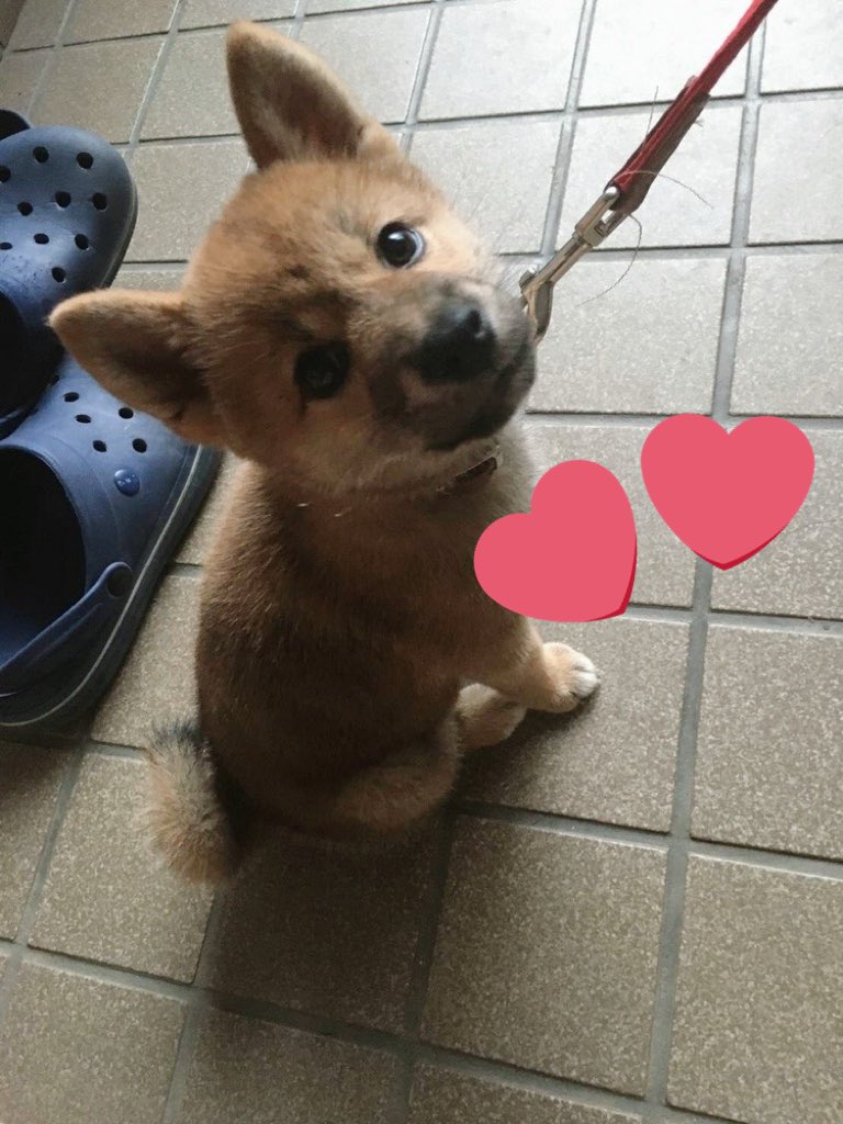 Takasan43228157's tweet image. シバの日。

#dogsofinstagram #shiba #dog #心亜 #しばいぬ #柴犬のいる幸せ #柴犬が好き過ぎるで使っていいよ #柴犬との暮らし
