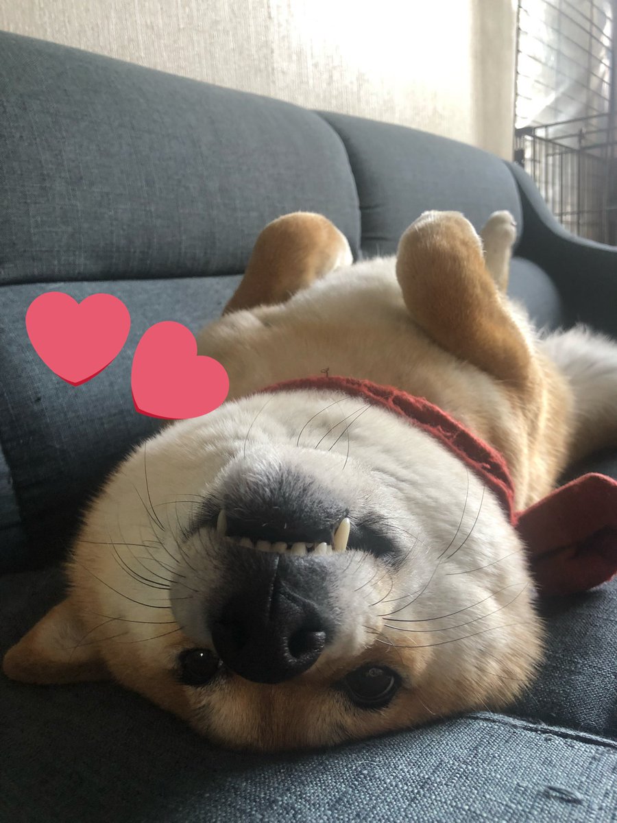 Takasan43228157's tweet image. シバの日。

#dogsofinstagram #shiba #dog #心亜 #しばいぬ #柴犬のいる幸せ #柴犬が好き過ぎるで使っていいよ #柴犬との暮らし