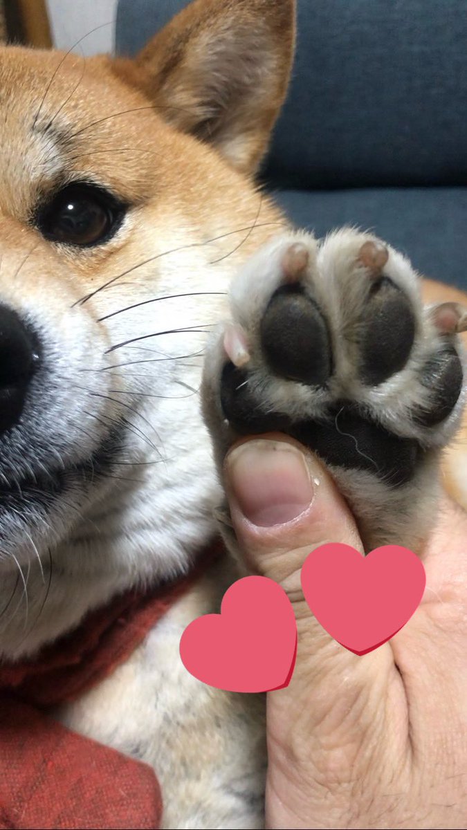 Takasan43228157's tweet image. シバの日。

#dogsofinstagram #shiba #dog #心亜 #しばいぬ #柴犬のいる幸せ #柴犬が好き過ぎるで使っていいよ #柴犬との暮らし