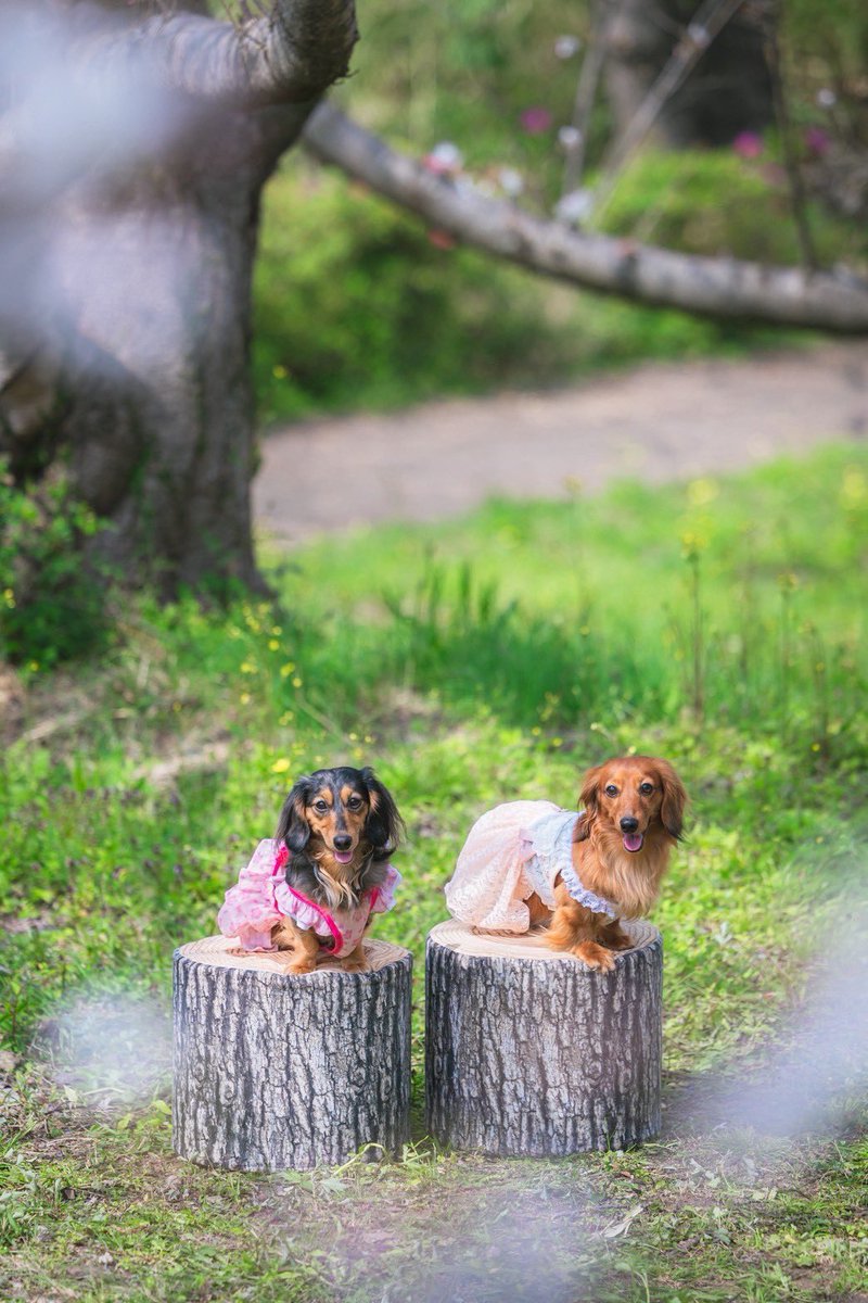 ハッピー選手🌈とチャッピー選手🐻マーヴ選手🐻 tweet media