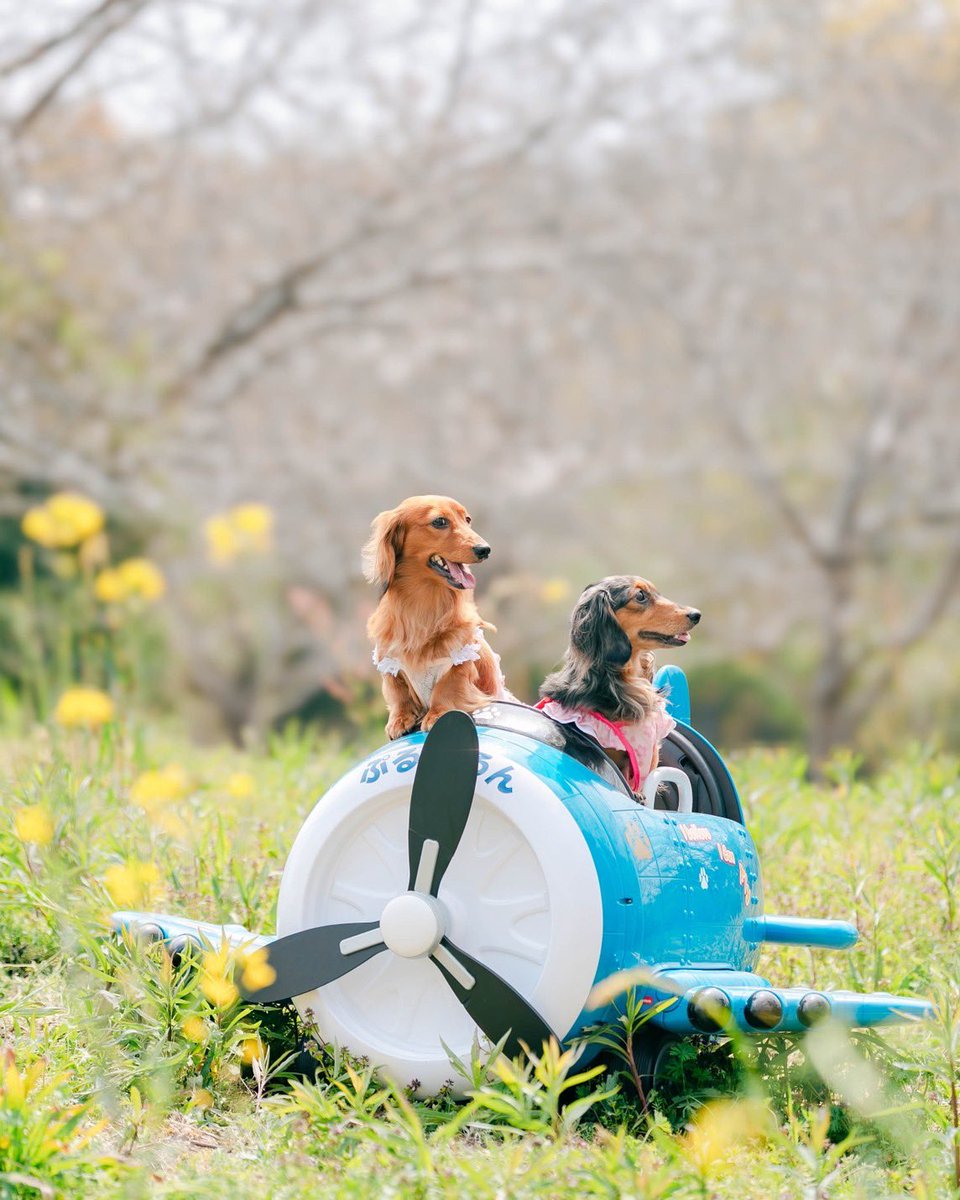 ハッピー選手🌈とチャッピー選手🐻マーヴ選手🐻 tweet media
