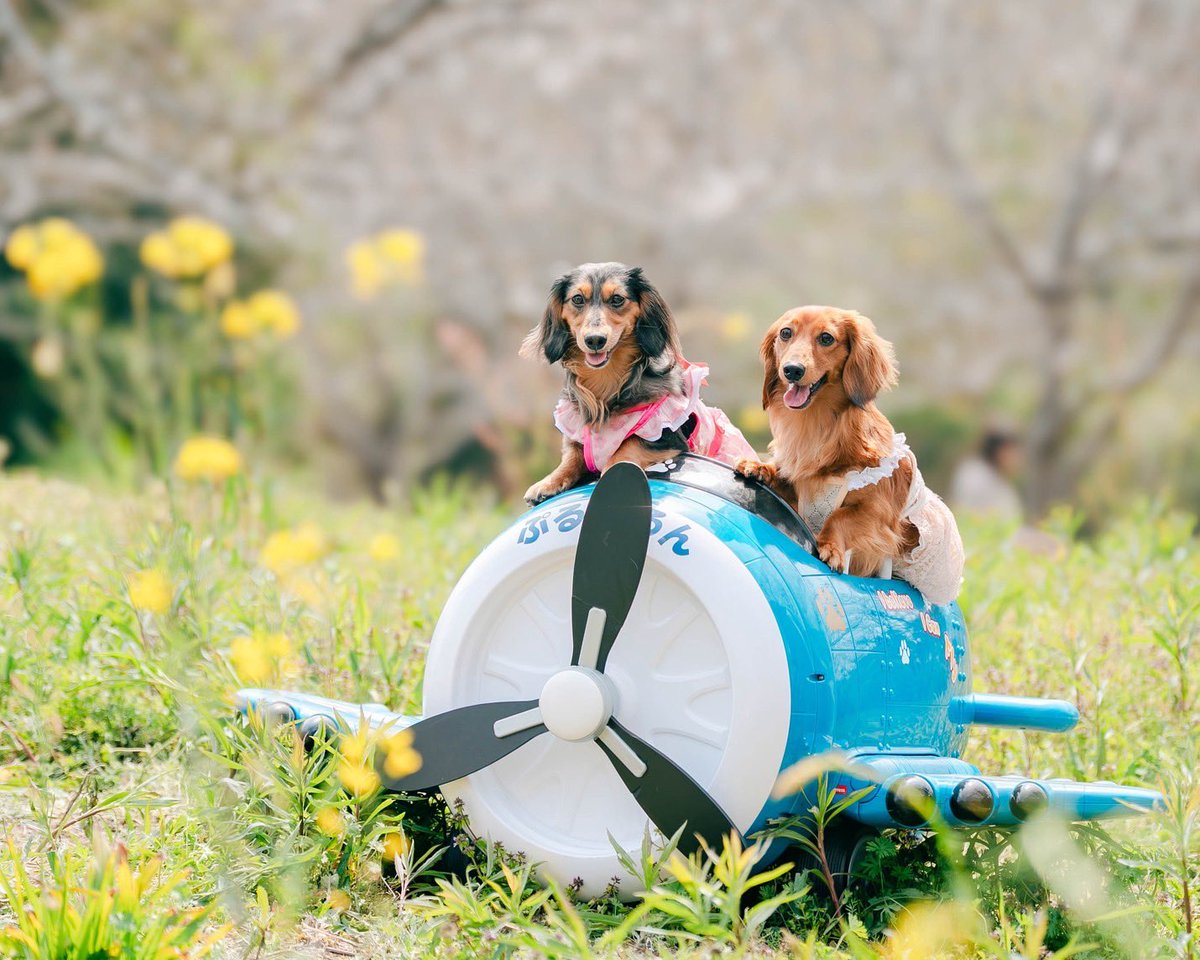 ハッピー選手🌈とチャッピー選手🐻マーヴ選手🐻 tweet media