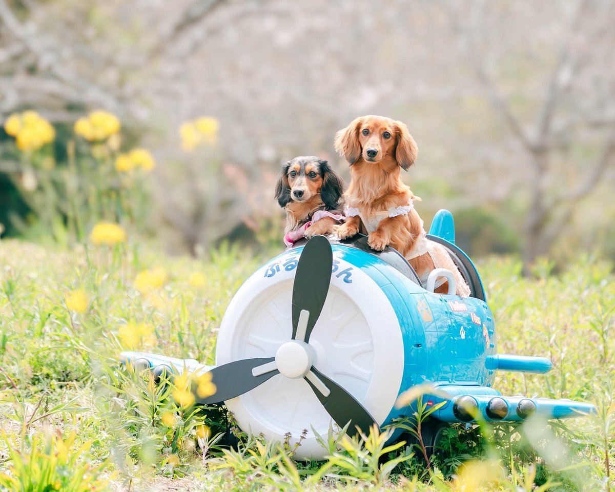 ハッピー選手🌈とチャッピー選手🐻マーヴ選手🐻 tweet media