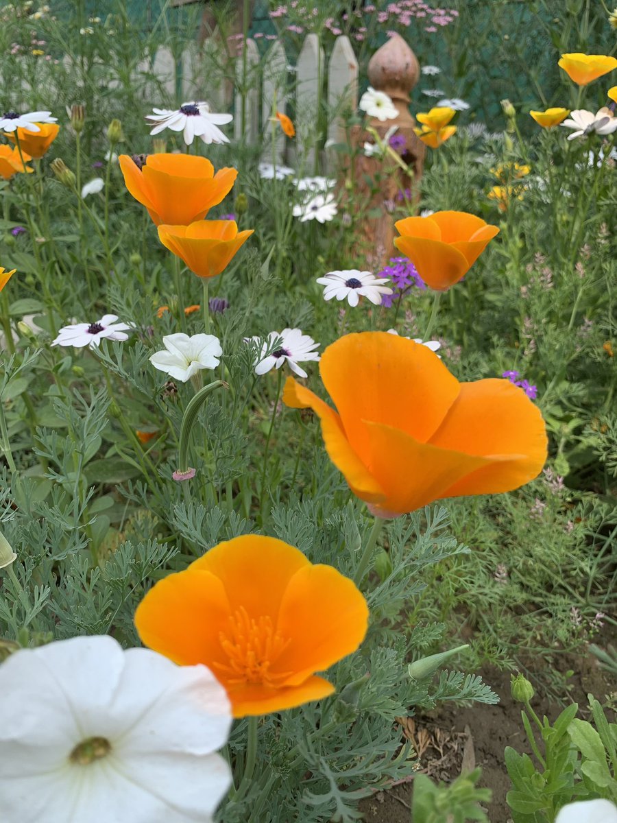 Faraz__Iqbal's tweet image. Golden whispers in the morning light,
#Yellow blooms smile, warm &amp;amp; bright.
Beside them, soft as drifting air,
#White flowers glow with quiet care.
Together they dance in gentle grace,
Painting #peace in my little garden space.

#vss365 #survıvorgr #6Abril #06Abr #poet