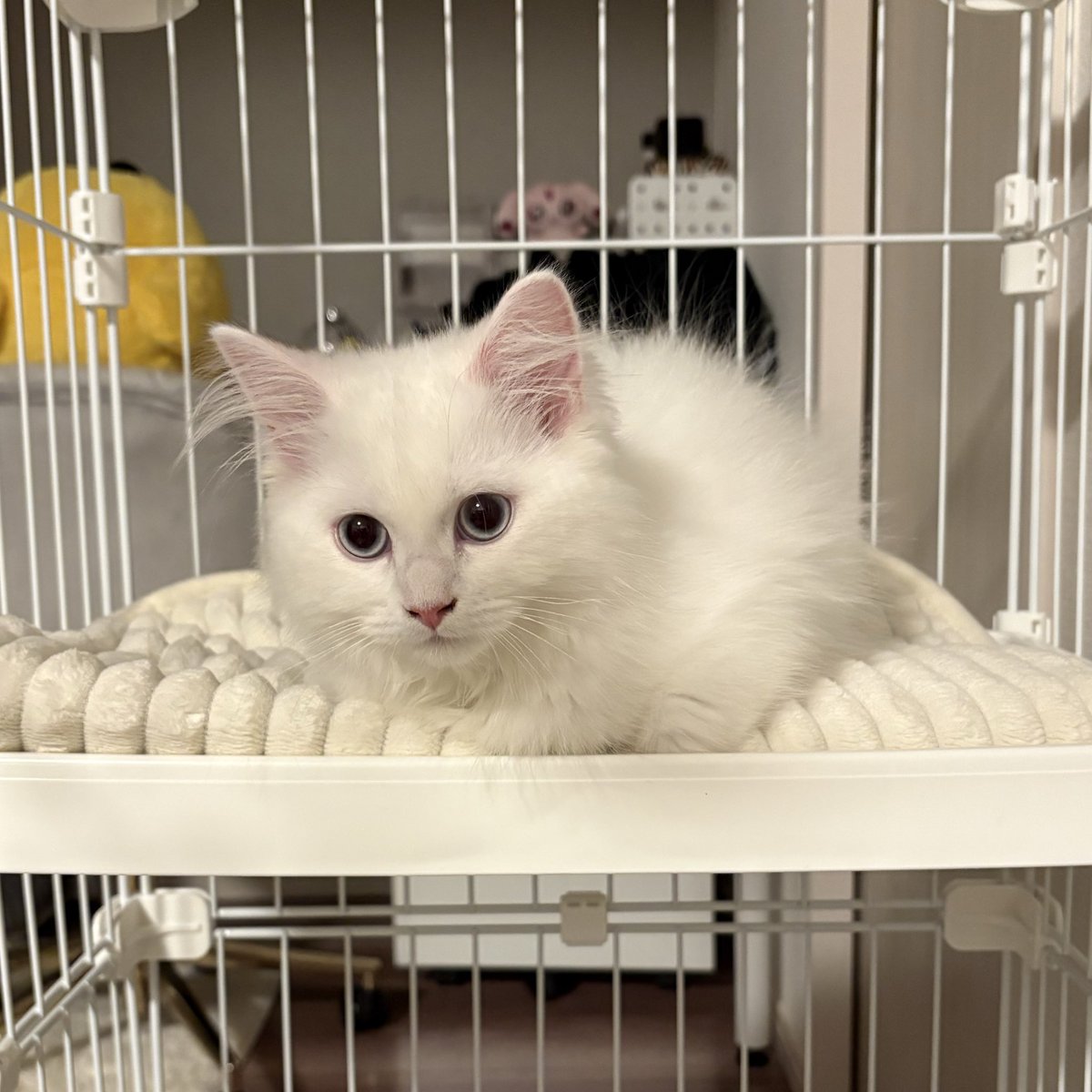 るあ(サイベリアン) tweet media