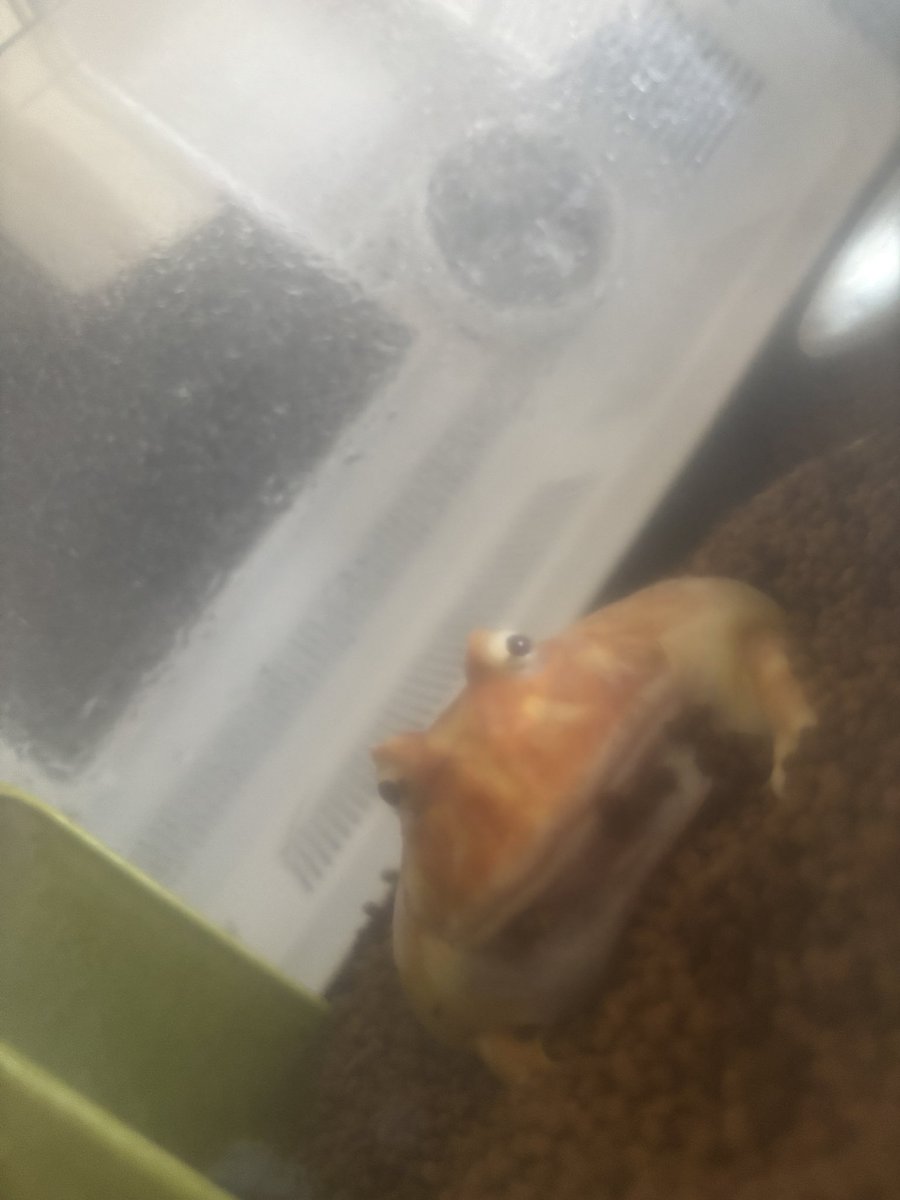 カエルのナナシ観察日記🐸と時々チンチラのゆうせい🐭 tweet media