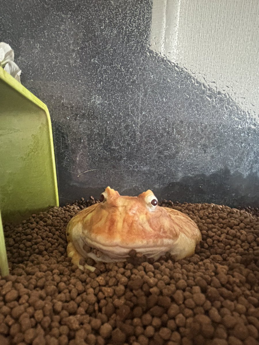 カエルのナナシ観察日記🐸と時々チンチラのゆうせい🐭 tweet media