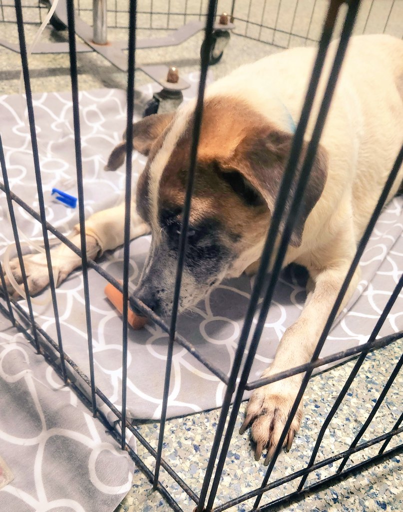 DKAstrology 🇭🇺🇯🇲🙏✨ tweet media