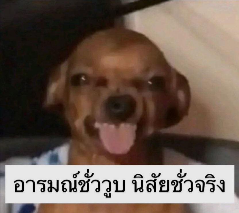 𝐥𝐨𝐥𝐨𝐧𝐠 tweet media