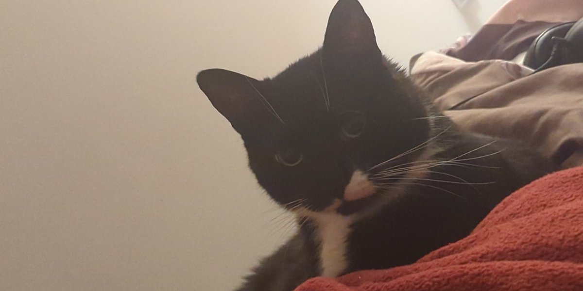 Evil Wigger tweet media