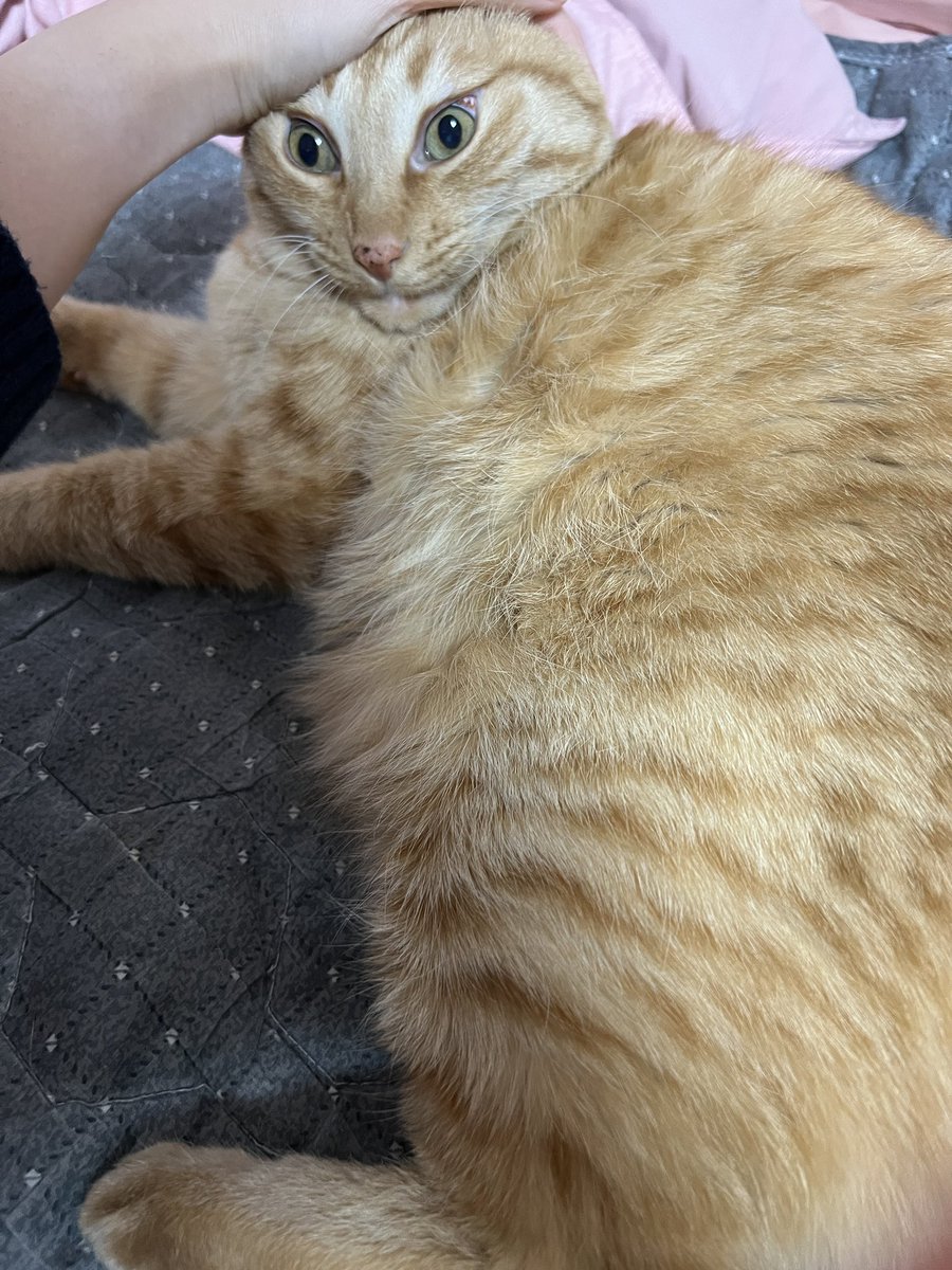 코숏 치즈 우주🧀 tweet media