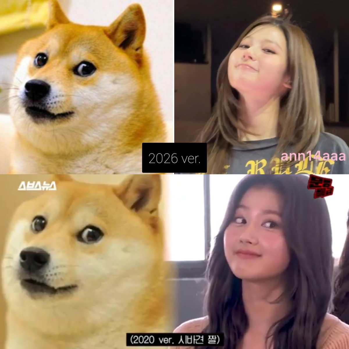 LuminousSANA's tweet photo. SHIBA INU SHASHA IN 2026 🐕 https://t.co/S5a22X6xF8