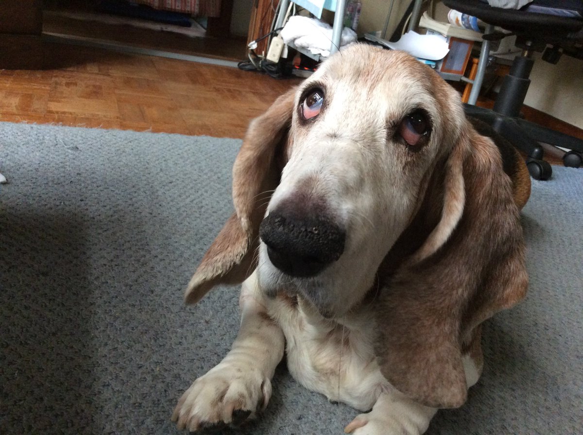 べあうるふ(BareWolf)@ケモ小説書いてます tweet media