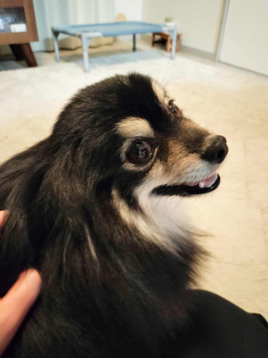 いときち🐶愛棒はポメラニアン tweet media